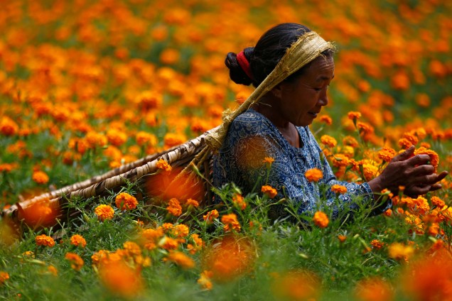 Uma mulher escolhe flores de calêndula para fazer guirlandas e oferecer em orações antes de vendê-las ao mercado para o festival Diwali, também conhecido como festival das luzes , em Katmandu, no Nepal - 17/10/2017 Uma mulher escolhe flores de calêndula para fazer guirlandas e oferecer em orações antes de vendê-las ao mercado para o festival Diwali, também conhecido como festival das luzes , em Katmandu, no Nepal - 17/10/2017