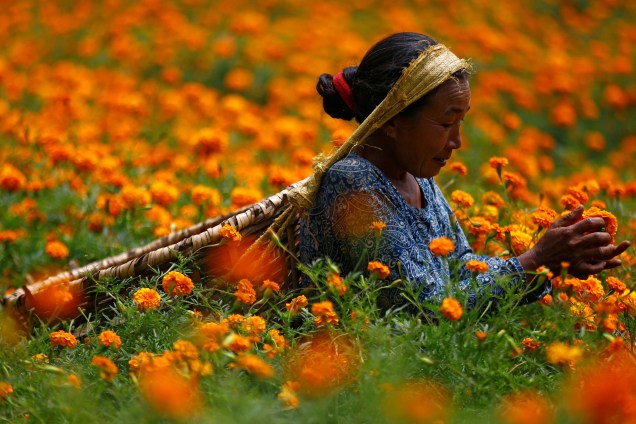 Uma mulher escolhe flores de calêndula para fazer guirlandas e oferecer em orações antes de vendê-las ao mercado para o festival Diwali, também conhecido como festival das luzes , em Katmandu, no Nepal - 17/10/2017