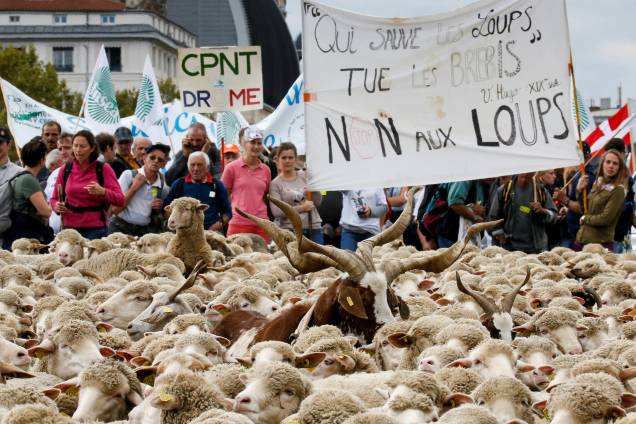 Centenas de ovelhas participam de um protesto organizado por fazendeiros contrários ao "Plano Loup" do governo, que protege os lobos que os agricultores culpam por mortes de gado e perdas financeiras, em Lyon, na França - 09/10/2017