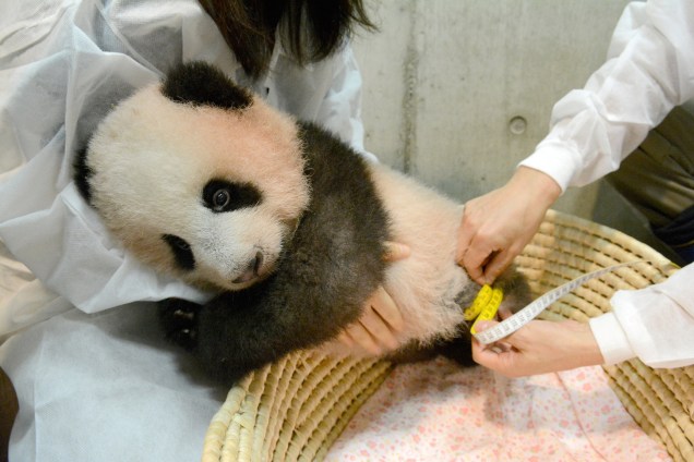 Um filhote de panda chamado Xiang Xiang, nascido da mãe panda Shin Shin, é visto durante um exame de saúde nos Jardins Zoológicos Ueno de Tóquio - 11/10/2017