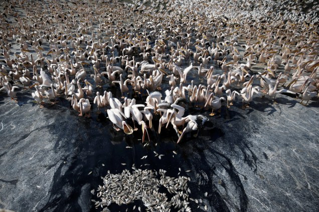 Centenas de pelicanos brancos em migração se alimentam em um reservatório em Mishmar Hasharon mantido pelo Ministério da Agricultura de Israel com o objetivo de evitar que as aves se alimentem em piscinas piscatórias comerciais