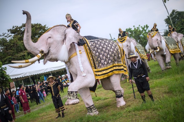 Em uma pequena procissão, pessoas desfilam com elefantes brancos em um campo em Ayutthaya, na Tailândia, durante uma homenagem ao Rei Bhumibol Adulyadej, no dia que se completa um ano de sua morte - 13/10/2017