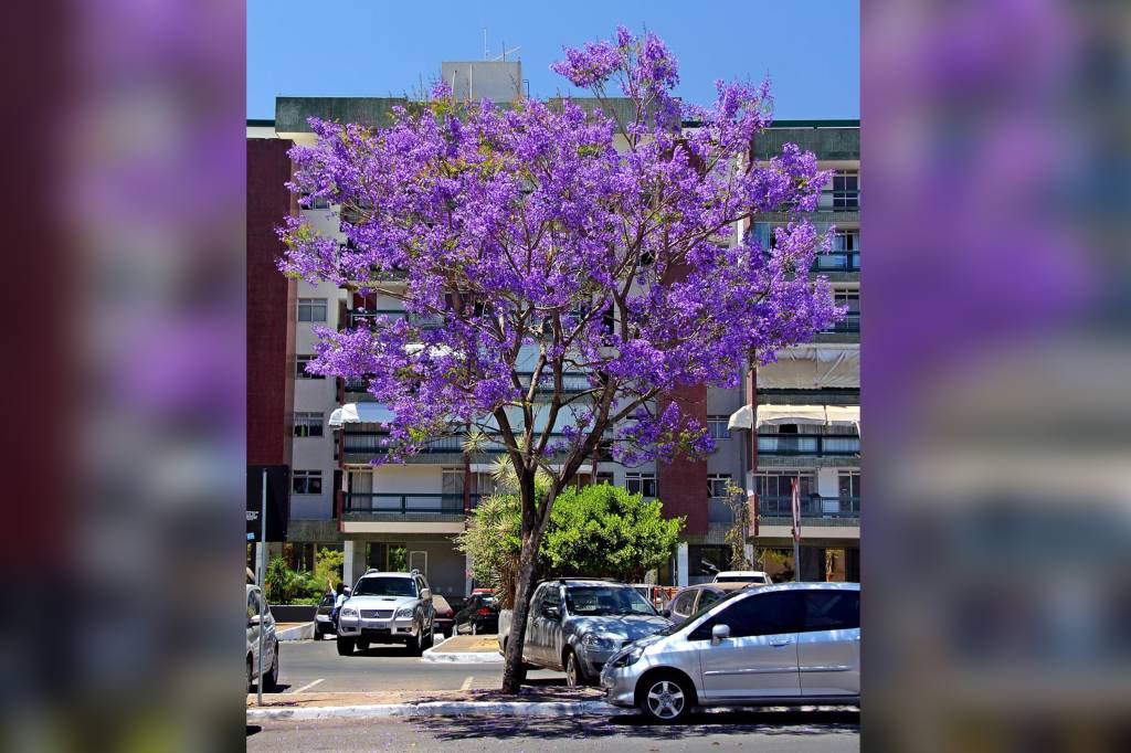 Jacarandá Cuspidifolia