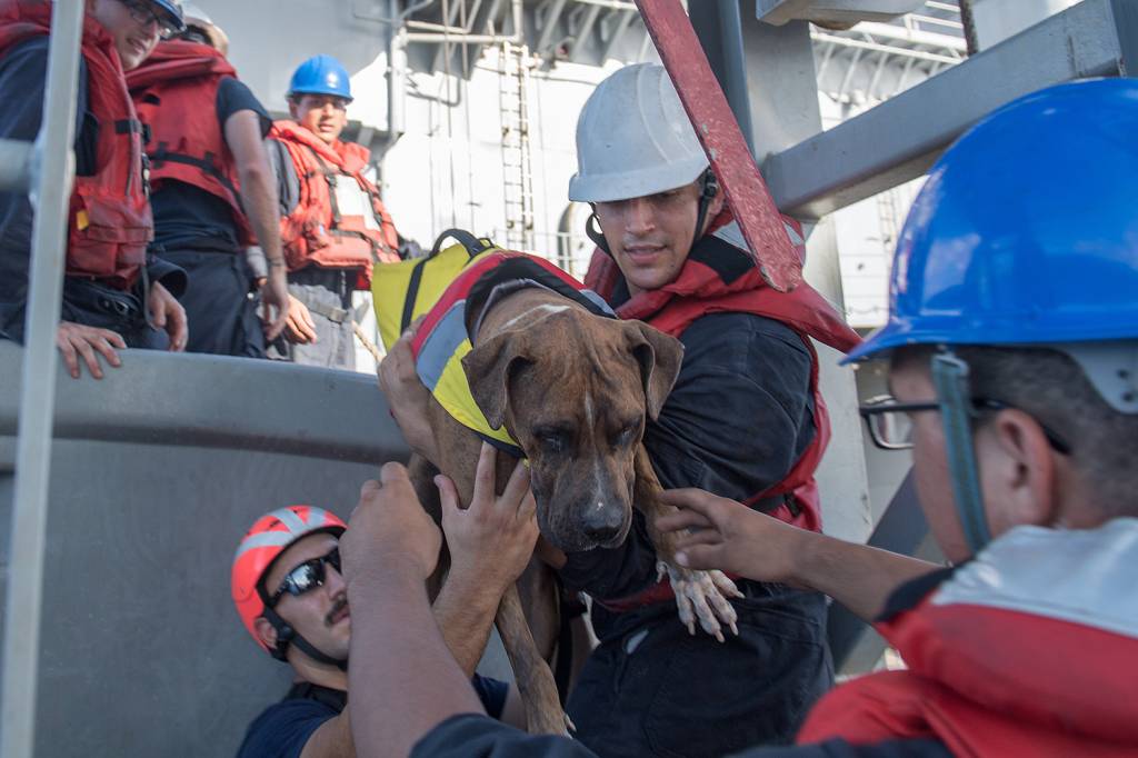 Duas mulheres e seus cachorros são resgatados no Oceano Pacífico