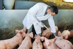 Veterinário vacinando porcos
