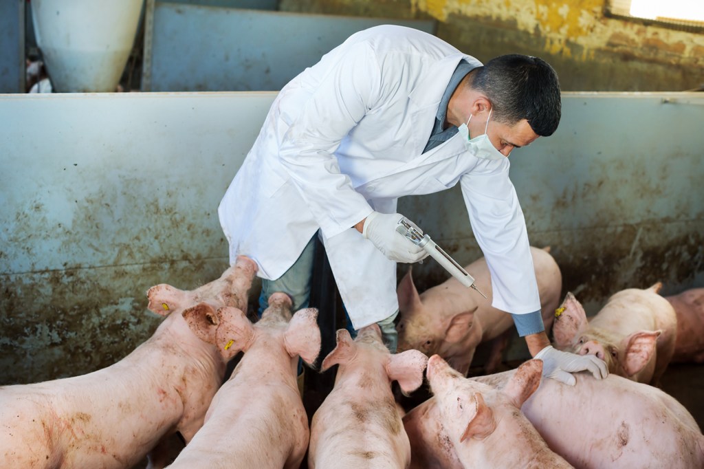 Estudo de Oxford afirma que uso excessivo de antibióticos na produção de proteína animal pode ameaçar a saúde humana -
