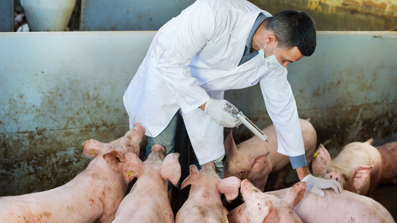 Estudo de Oxford afirma que uso excessivo de antibióticos na produção de proteína animal pode ameaçar a saúde humana -