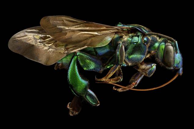 Levon Biss foi ao Museu de História Natural da Universidade de Oxford para conseguir a imagem que ocupa a 13ª colocação, ele registrou uma abelha verde de perfil com todos seus detalhes Levon Biss foi ao Museu de História Natural da Universidade de Oxford para conseguir a imagem que ocupa a 13ª colocação, ele registrou uma abelha verde de perfil com todos seus detalhes
