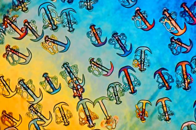 O registro de Christian Gautier é uma foto microscópica da pele de um Pepino-do-mar que se assemelha muito à forma de âncoras e conquista a 18ª posição na competição O registro de Christian Gautier é uma foto microscópica da pele de um Pepino-do-mar que se assemelha muito à forma de âncoras e conquista a 18ª posição na competição
