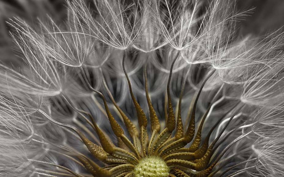 Com a 'cabeça' de uma Tasneirinha, como é chamada vulgarmente a planta Senecio vulgaris, o Dr. Havi Sarfatyi realizou esta fotografia ficando no segundo lugar da colocação geral da competição