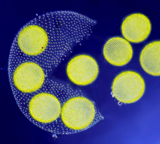 Na terceira colocação, Jean-Marc Babalian realiza a imagem de uma alga Volvox, liberando suas colônias filhas, formando um desenho semelhante ao Pac-Man