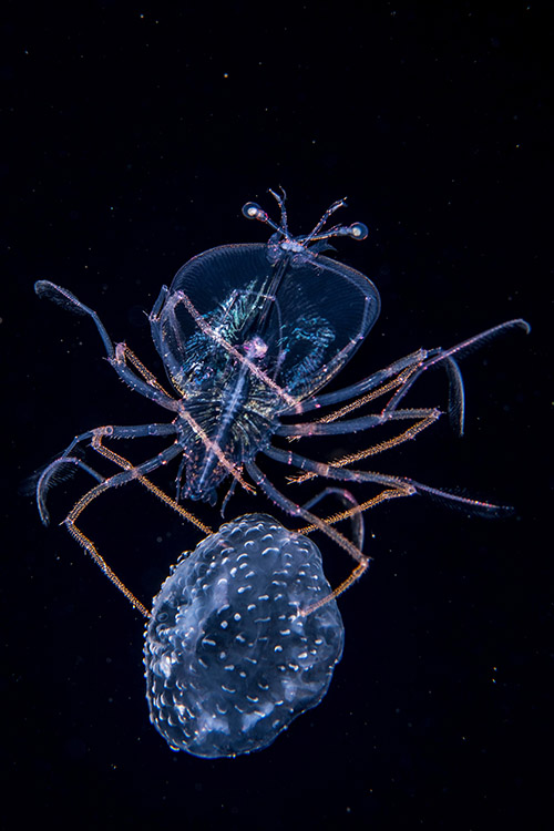 Categoria: Submerso | A água-viva jockey - Tarde da noite, em mar aberto, Anthony mergulha a mais de 2000 metros. Seu alvo é fotografar uma criatura minúscula das profundezas que se desloca até a superfície para se alimentar. A criatura é uma larva de lagosta com apenas 1,2 cm.