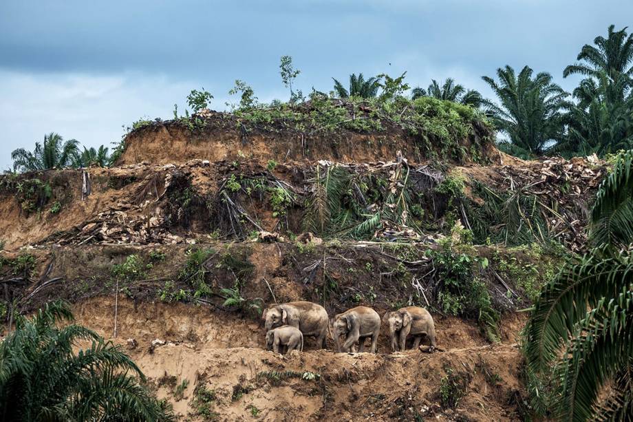 Categoria: Imagem Única | Sobreviventes de óleo de palma - Bertie olhou como um rebanho de elefantes asiáticos caminhava através de uma plantação de palmeiras derrubadas. Com a luz diminuindo rapidamente, ele fotografou rapidamente os quatro majestosos mamíferos, refletindo sobre como eles "se amontoaram juntos, aniquilados por uma paisagem desolada e profanada". Em Sabah, na Malásia, o comércio de óleo de palma é uma das principais causas de desmatamento