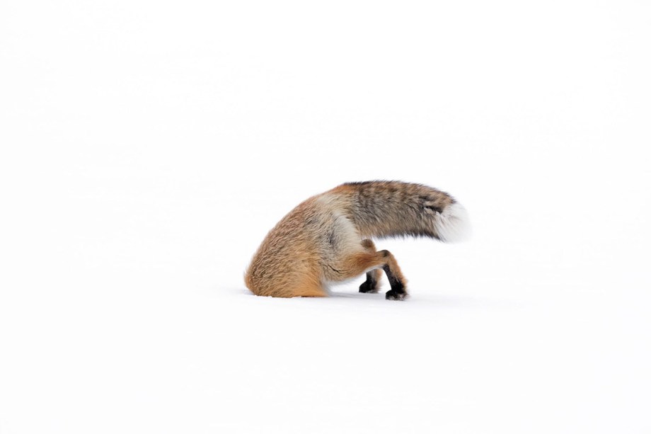 Categoria: de 11 a 14 anos | Entalada - Ashleigh procurava raposas vermelhas na densa neve do inverno. Após encontrar essa raposa caçando com a cabeça mergulhada na neve, ela sacou sua câmera e fez uma série de fotos