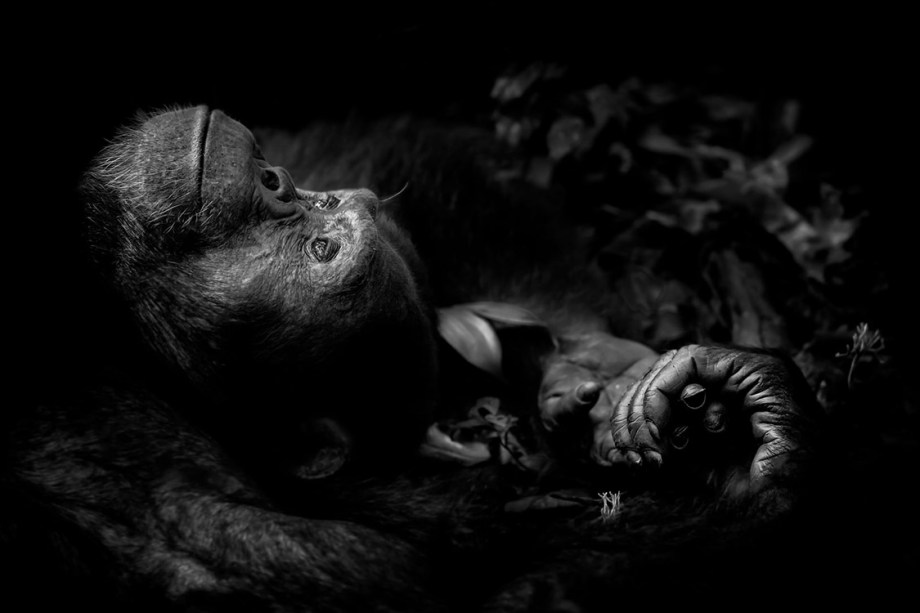 Categoria: Retrato animal | Contemplação - Peter registou essa imagem de um chimpanzé descansando no Kibale National Park, em Uganda, após passar uma manhã longa e difícil procurando pelo animais em uma floresta fechada