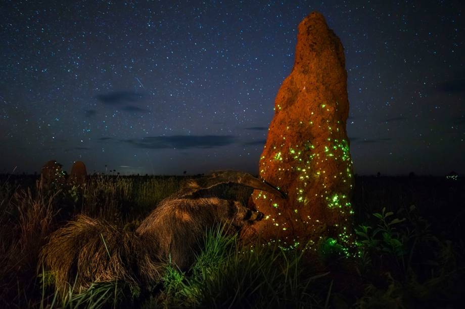 Categoria: Animais em seus habitats | O raider noturno -Marcio visitou o Parque Nacional das Emas, em Goiás por três anos, esperando as condições certas para capturar os montes de cupim brilhantes. Depois de dias frustrados pela chuva, ele teve uma surpresa. Um Tamanduá-bandeira enorme saiu da escuridão para se alimentar e permaneceu o suficiente para que Marcio fizesse uma única foto, usando uma longa exposição e flash para destacar seu companheiro inesperado.