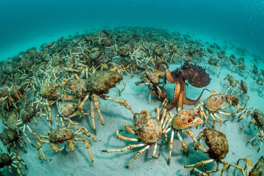 Categoria: Invertebrados | Surpresa de caranguejo -  Justin estava ocupado documentando uma experiência de um recife artificial, quando um exército de caranguejos apareceu, com um polvo caçando "como uma criança excitada em uma loja de doces", após escolher sua captura final, na Tasmânia, Austrália