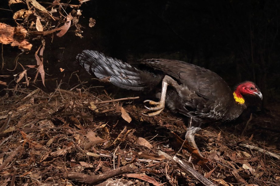 Categoria: Comportamento: Pássaros | O pássaro da incubadora - O fotógrafo Gerry Pearce registrou o trabalho repetitivo de um peru durante quatro longos meses, em que a ave trabalhou incansavelmente para cuidar de seu ninho. A missão era manter os ovos, enterrados profundamente sob a vegetação podre, a uma temperatura de 33 °C