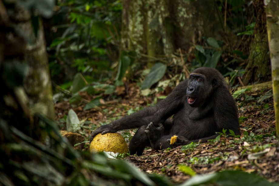 Categoria: de 15 a 17 anos | A Boa Vida - O fotógrafo holandês Daniël Nelson conheceu Caco após uma caminhada de três horas através de vegetação densa. Ele fazia parte de uma família de 16 gorilas que se alimentavam de uma doce fruta africana. O retrato do jovem gorila relaxado, captura a forte ligação desses animais selvagens com a floresta de que dependem