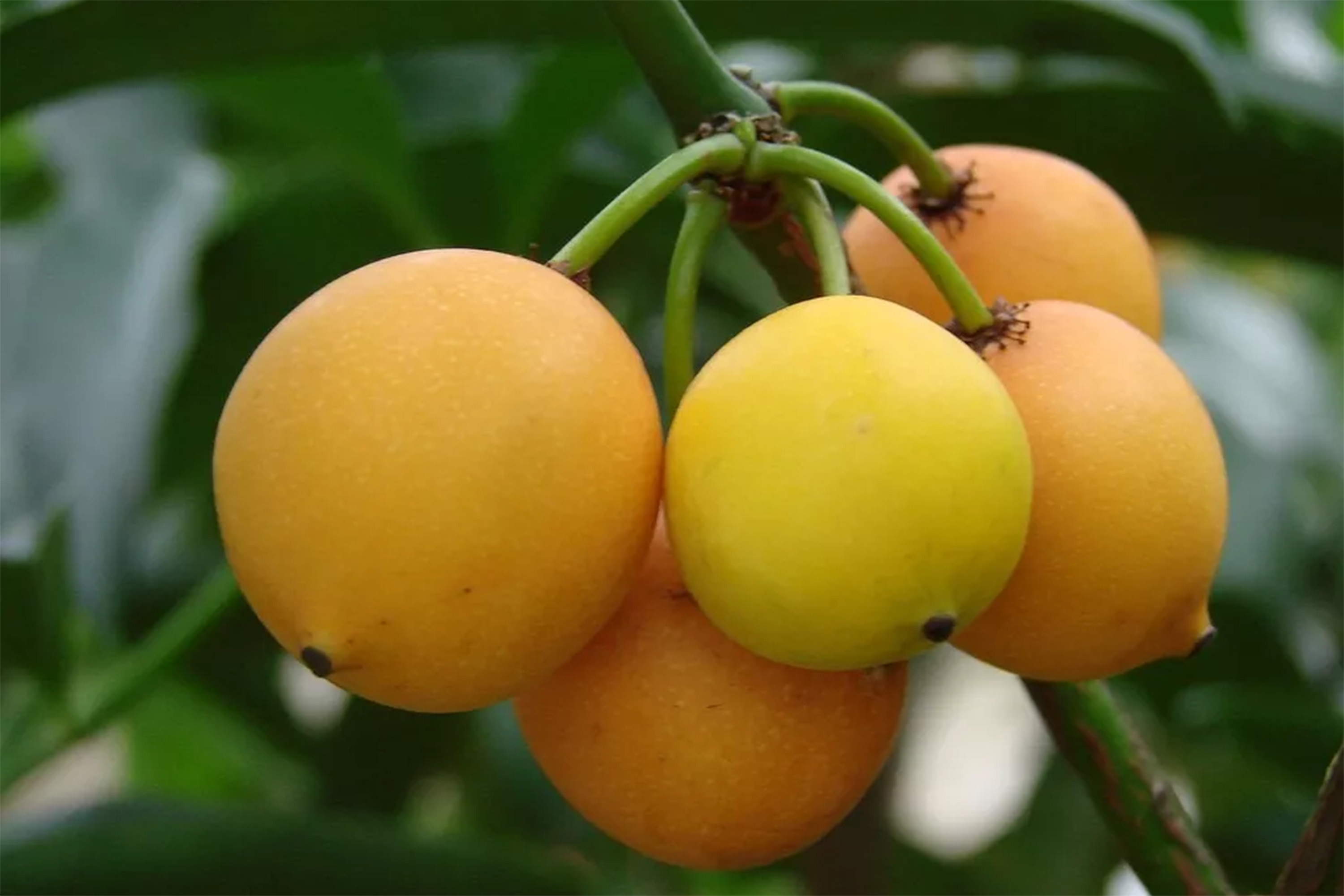 Conheça as superfrutas da Mata Atlântica ricas em antioxidantes VEJA