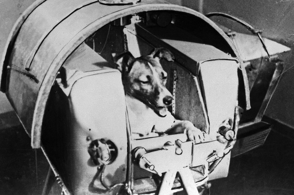 Há 60 anos, em 3 de novembro de 1957, apenas um mês depois da colocação em órbita do primeiro Sputnik soviético, o segundo satélite artificial da História decolou com destino ao espaço com o animal a bordo, uma cadela resgatada das ruas de Moscou, com o nome Laika - 03/11/1957