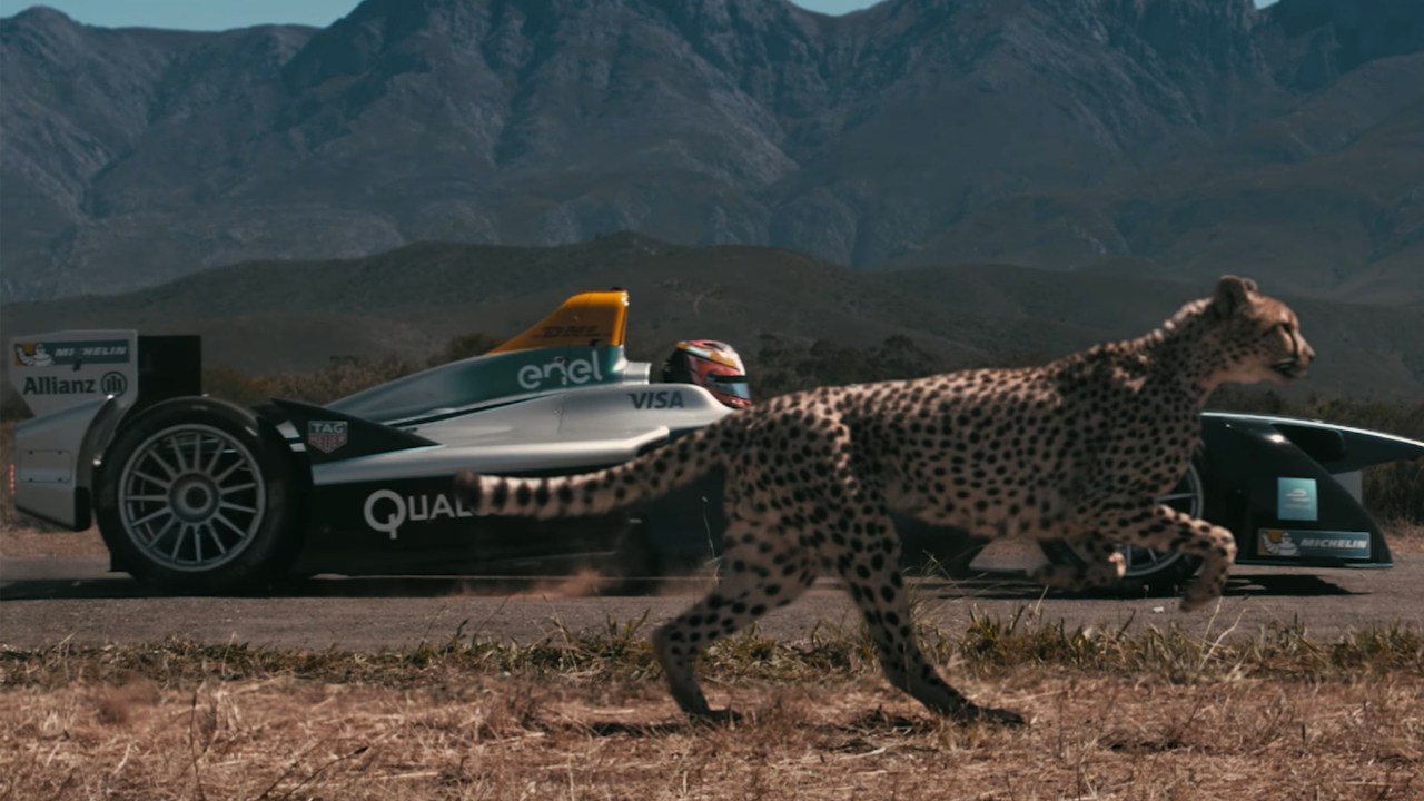 Formula E faz campanha de proteção aos guepardos