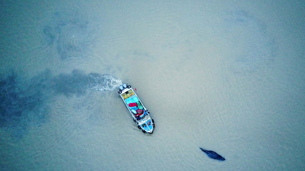 Barco leva baleia jubarte de volta ao alto mar na China