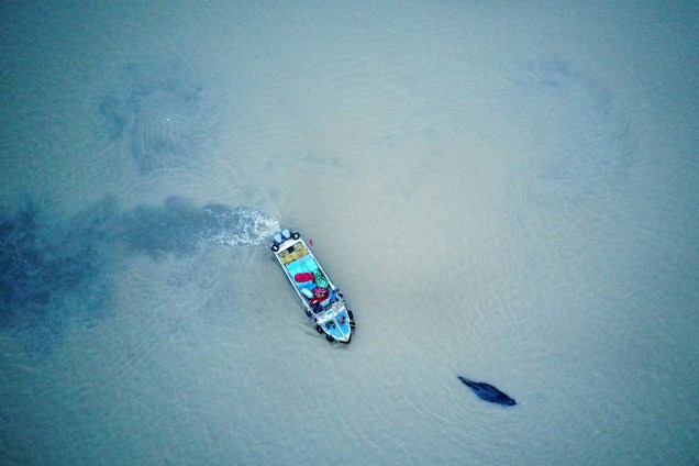 Barco acompanha uma baleia jubarte encalhada de volta às águas mais profundas de Qidong, na província oriental de Jiangsu, na China - 13/11/2017