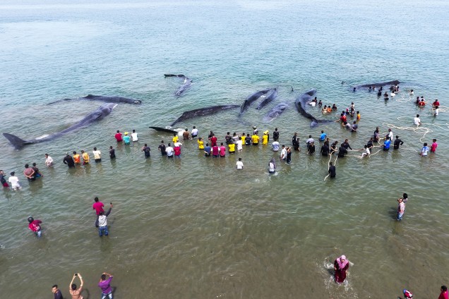 Oficiais da Agência de Conservação da Natureza (BKSDA) e ativistas ambientais tentam salvar nove baleias cachalotes encalhadas em Aceh Besar, na Indonésia - 13/11/2017