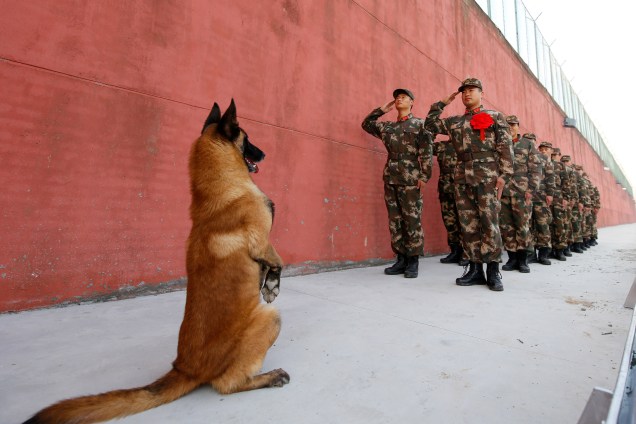 Cão do exército levanta-se enquanto soldados fazem continência antes de se aposentarem em Suqian, província de Jiangsu, na China 28/11/2017