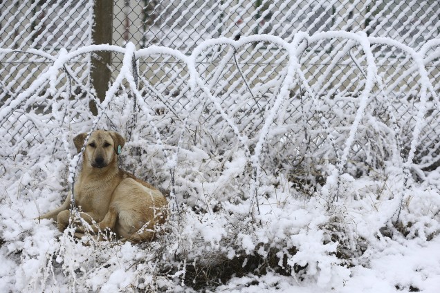 Cão descansa em meio a uma cerca de arame farpado após a primeira nevasca da estação em Ankara, na Turquia - 21/11/2017