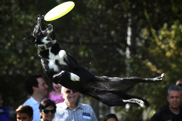 Cão salta para pegar frisbee durante evento em Beverly Hills, no estado americano da Califórnia - 05/11/2017