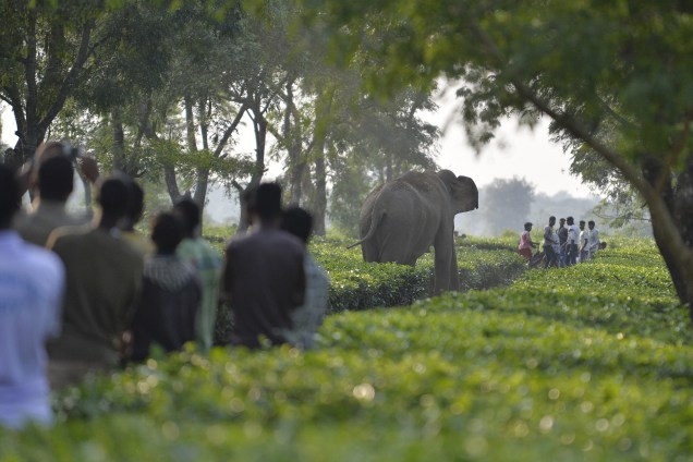 Aldeões observam uma manada de elefantes selvagens em meio a uma plantação de chá nos arredores da cidade de Siliguri, na Índia - 29/11/2017