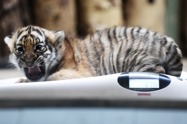 Filhote de tigre da Malásia de apenas seis semanas é fotografado durante pesagem no zoológico de Praga, na República Checa - 14/11/2017