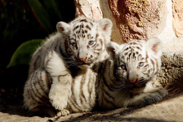 Filhotes de tigre branco de Bengala recém-nascidos são apresentados à imprensa no zoológico de San Jorge em Ciudad Juarez, no México - 28/11/2017