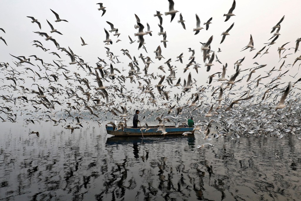 Imagens do dia - Gaivotas no Rio Yamuna, Índia