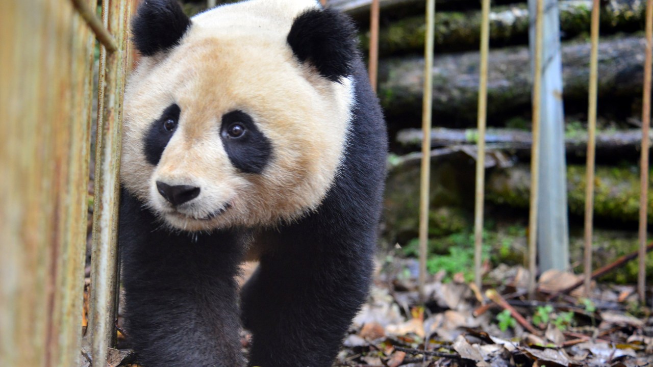 Panda recebe treinamento para ser reintroduzida na natureza