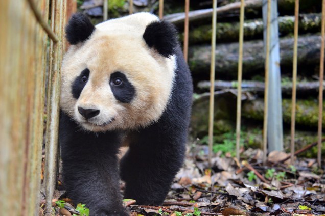 Panda Yingxue, que recebeu treinamento de sobrevivência, é vista em uma gaiola depois que foi capturada em uma base de proteção para ser reintroduzida na natureza, em Wolong, província de Sichuan, China - 20/11/2017