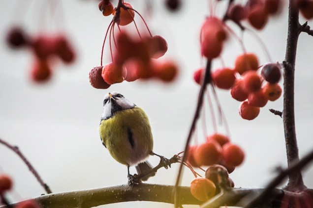 Pássaro é fotografado sobre um galho de uma árvore em Frankfurt, na Alemanha - 21/11/2017