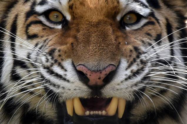 Tori, um tigre siberiano de dois anos é fotografado em seu recinto no zoológico de Tbilisi, na Geórgia - 27/11/2017 Tori, um tigre siberiano de dois anos é fotografado em seu recinto no zoológico de Tbilisi, na Geórgia - 27/11/2017