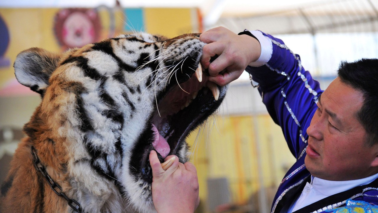 Tigre é examinado em um parque de vida selvagem na China