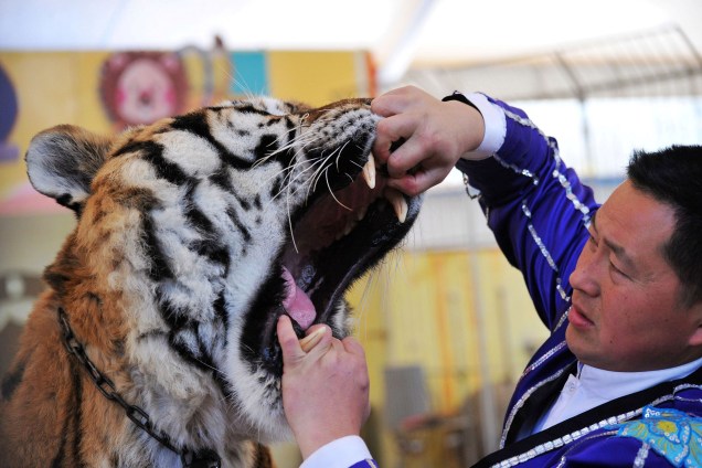 Treinador abre a boca de um tigre para que seus dentes sejam examinados por um veterinário em um parque de vida selvagem em Qingdao, província de Shandong, na China - 21/11/2017