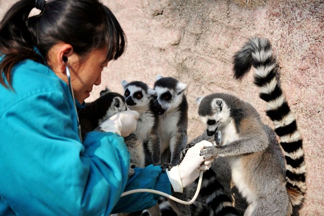 Veterinária avalia saúde de lêmures em um parque de vida selvagem na província de Shandong, na China - 22/11/2017