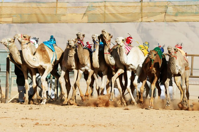 Camelos participam de corrida de 5km, no vale de Wadi Rum, na Jordânia - 02/11/2017