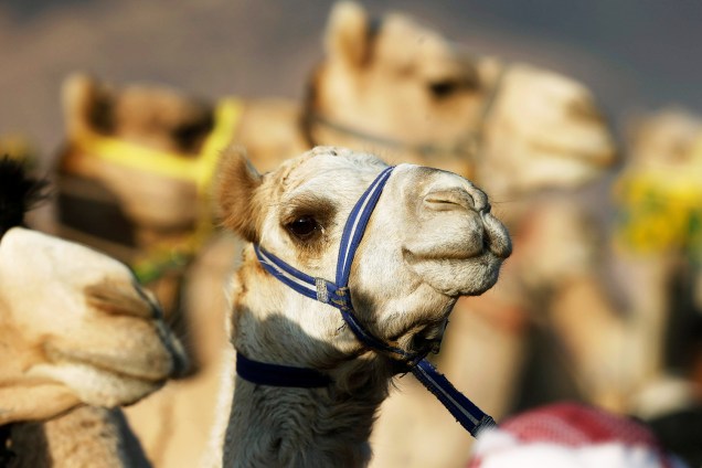 As corridas ocorrem anualmente no vale de Wadi Rum. Competidores de Jordânia, Arábia Saudita e países vizinhos participam - 02/11/2017