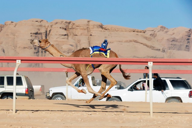Donos de camelos conduzem seus animais através de carros, em corrida anualmente realizada no vale de Wadi Rum, na Jordânia - 02/11/2017