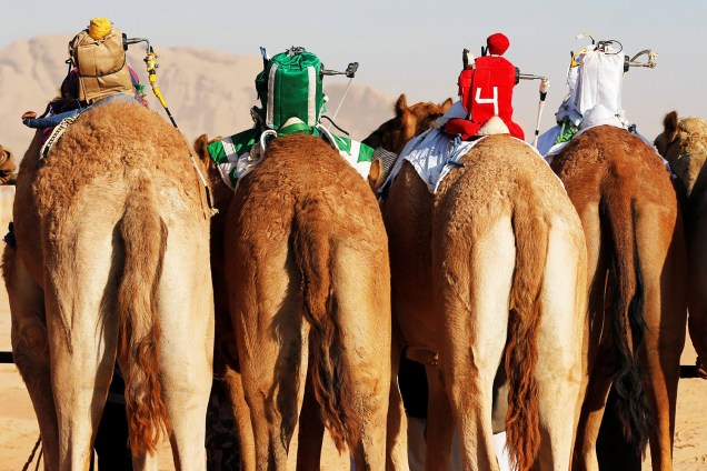 Jockeys de robô são vistos em camelos durante corrida realizada anualmente em Wadi Rum, na Jordânia - 02/11/2017