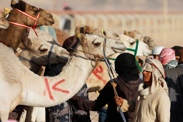 Camelos disputam corrida de 5km, em evento que ocorre anualmente no vale de Wadi Rum, na Jordânia - 02/11/2017