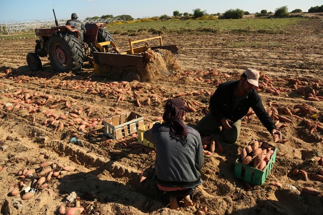 Fazendeiros colhem batata doce em Khan Yunis, região sul da Faixa de Gaza