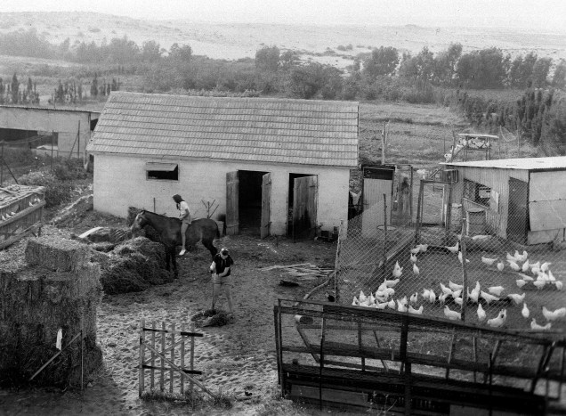 Pioneiros judeus trabalham em uma fazenda na região de Kfar Vitkin, durante o mandato britânico da Palestina, no que mais tarde se tornaria o Estado de Israel - 28/02/1939